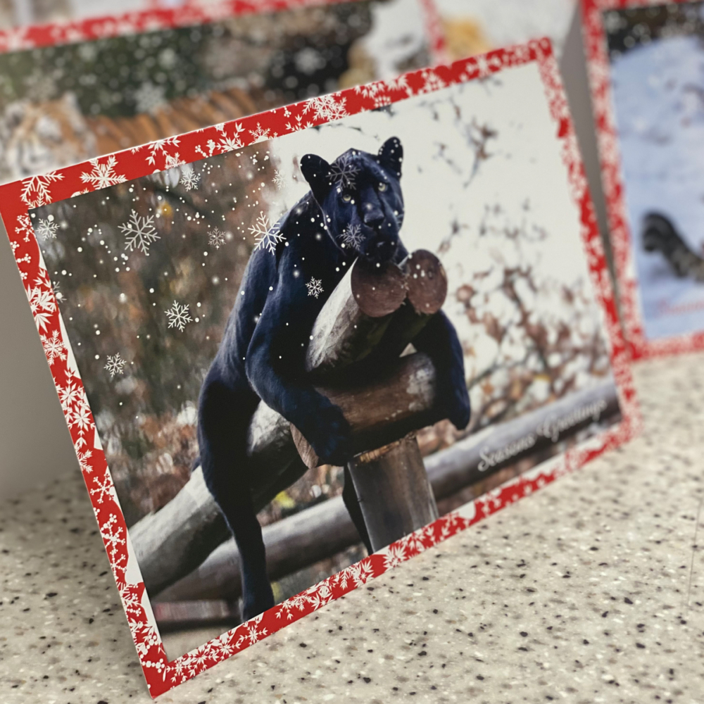 Greetings Cards