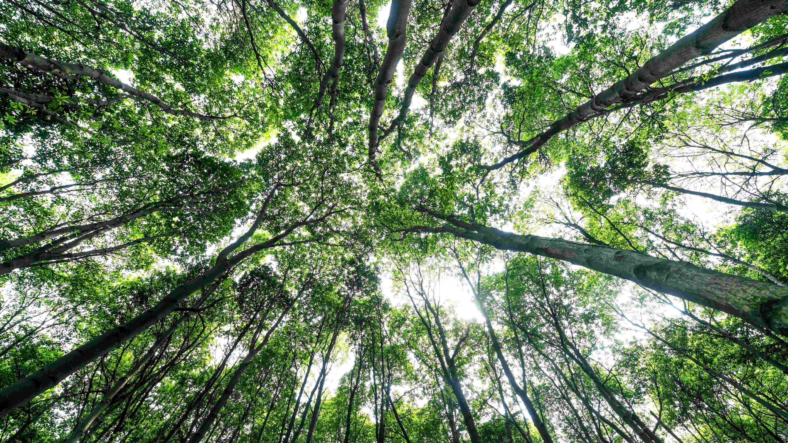 Sustainable Printer